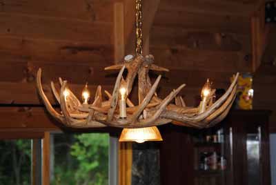 An antler chandelier on a wood ceiling