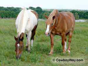 A paint horse and a sorrel horse