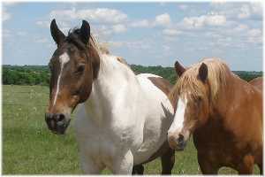 A paint horse and a sorrel horse