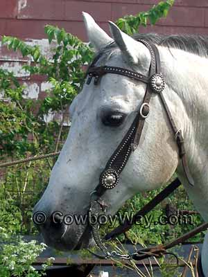 Matching conchos on a bridle