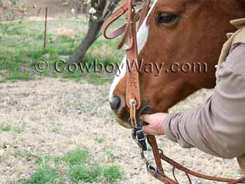 Lifting the bridle into the horse's mouth