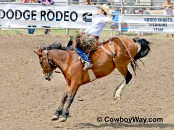 A saddle bronc bucking in a rodeo