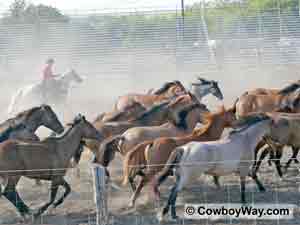 Broncs in a rodeo arena