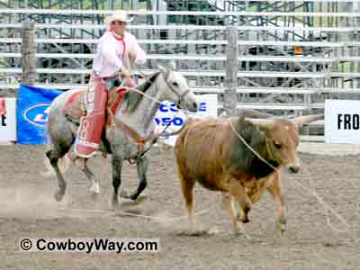 A bull getting roped in the arena