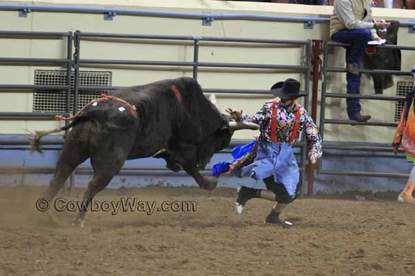 A rodeo bullfighter skillfully distracts a bull