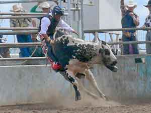 A bull in mid-air, beginning to fall