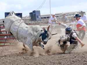 A bull throwing a rider backwards through the air