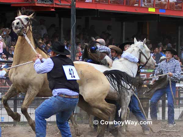 The wild horse race at Cheyenne Frontier Days
