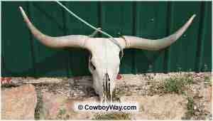 Team roping legal head catch: Half-head