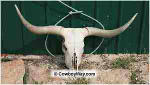 Team roping legal head catch: Around the neck