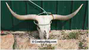 Team roping legal head catch: Around both horns