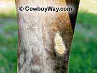 A horse chestmut above the knee on a sorrel horse