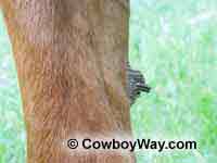 Another close-up of a bigger chestnut