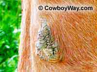 Photo of a rough chestnut