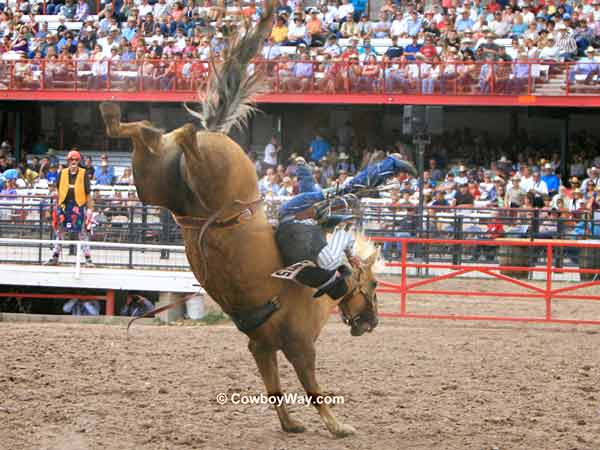 A bronc rider comes off his bronc