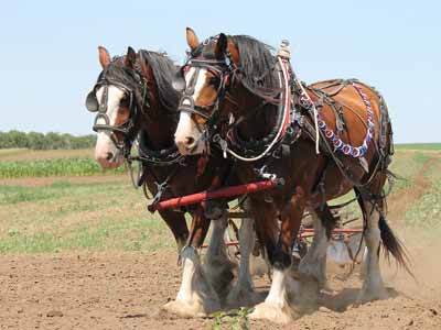 harness draft plow horse pull horses two harnessed clydesdales below cowboyway