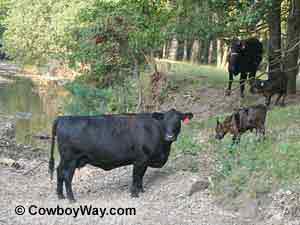 Cows and calves in a creek bottom