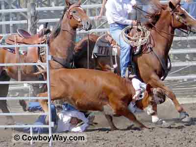 Two cowgirls get run over by a steer