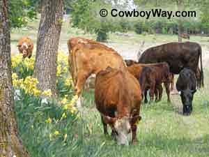 Cows graze on spring grass around Irises