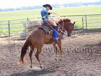 cow hopping horse