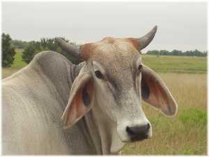 A Brahma cow