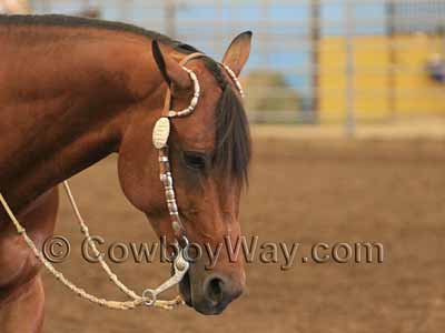 Fancy bridle with double ear headstall