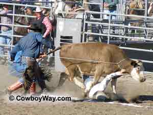 A ranch rodeo photo of the wild cow milking event