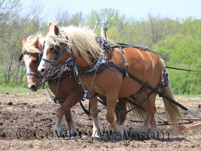 draft horse harness horses plow cowboyway