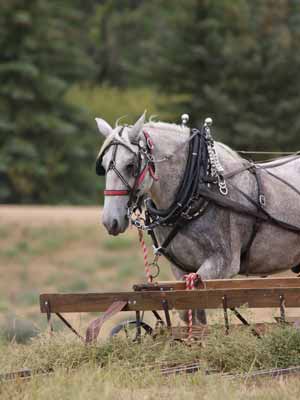 harness horse draft percheron works below cowboyway