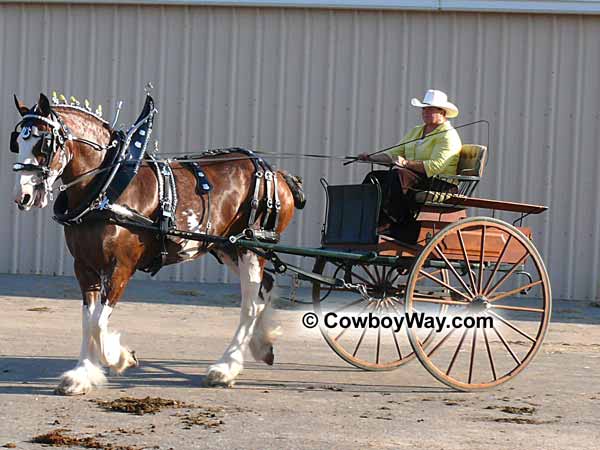 A Belgian draft horse pulling a cart