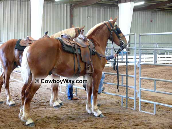 Saddled Belgian draft horse