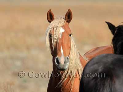 Recognizing Horse Colors With Pictures