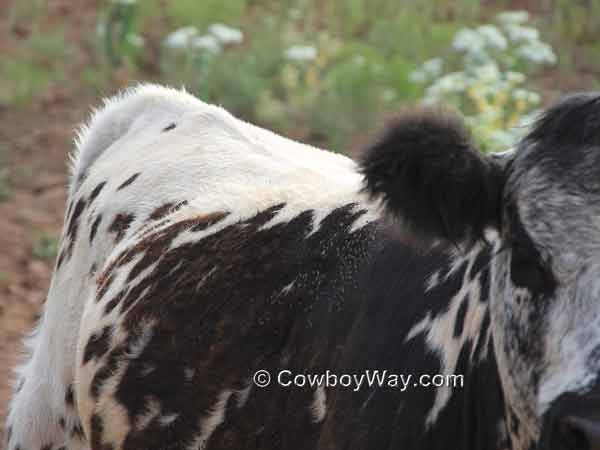 Flies on a half Angus, half Longhorn heifer