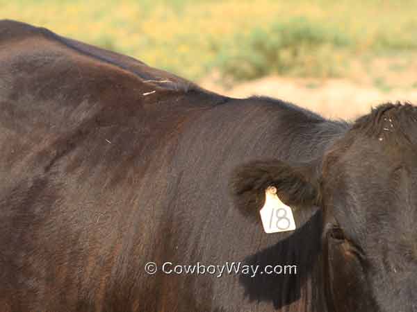 Flies on a half Longhorn, half Angus heifer