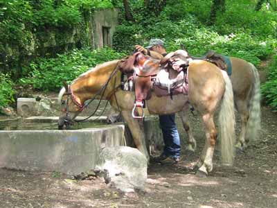 A saddled Haflinger on a wooded trail