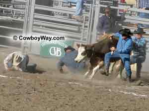 A cow gets two members of a four member team down