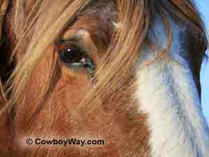 Horse picture of a horse eye up close