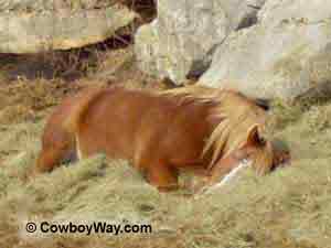 Picture of a horse taking a nap