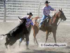A steer comes back up the rope into a cowboy's chest and face