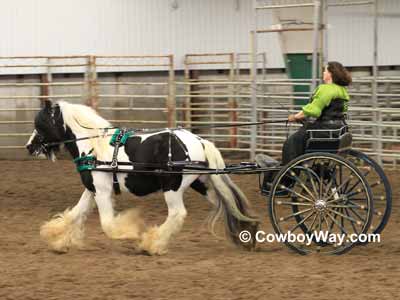 miniature horse buggy for sale
