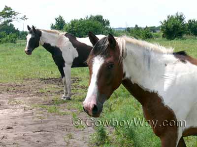 Two Pinto colored horses