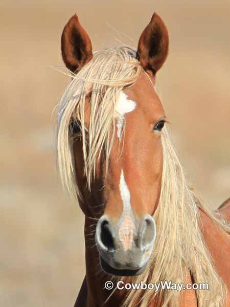 A beautiful horse with a flaxen mane