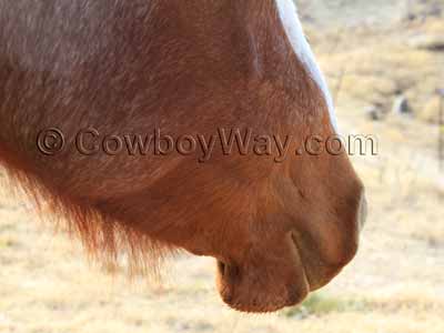 Trimmed chin hair on a horse