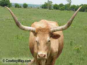 Picture of a different Longhorn cow laying in the grass