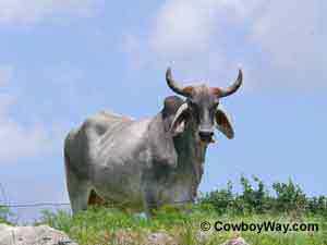 Longhorn and Corriente cows with calves