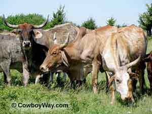 Brahma cows in a feed line