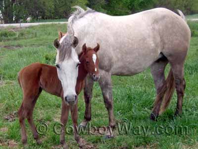 A gray mare and her foal