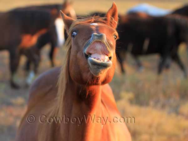 A mustang demonstrates the flehmen response