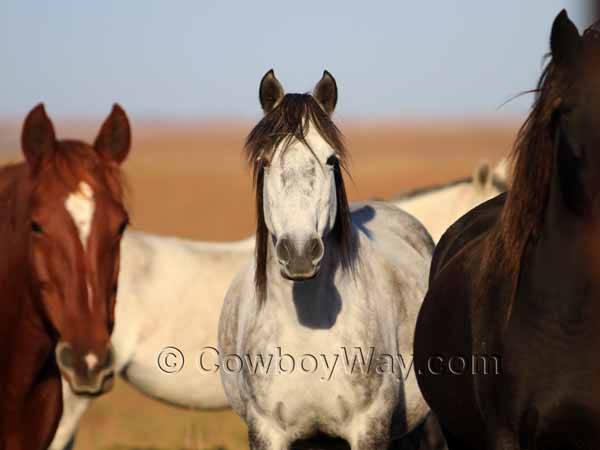 A gray wild mustang mare