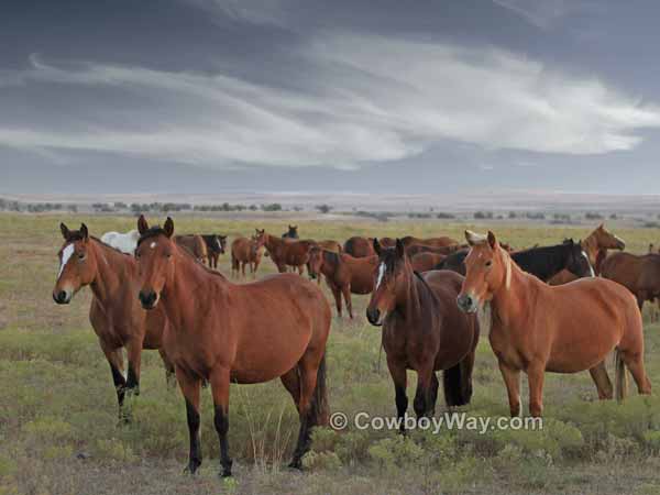 Sorrel and white mare